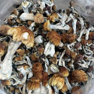 Golden Teacher Shrooms