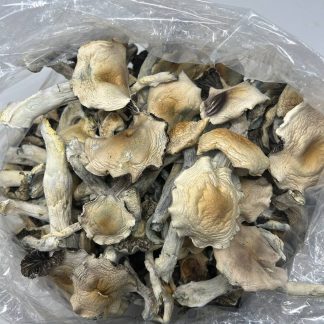 Golden Penis Envy Shrooms